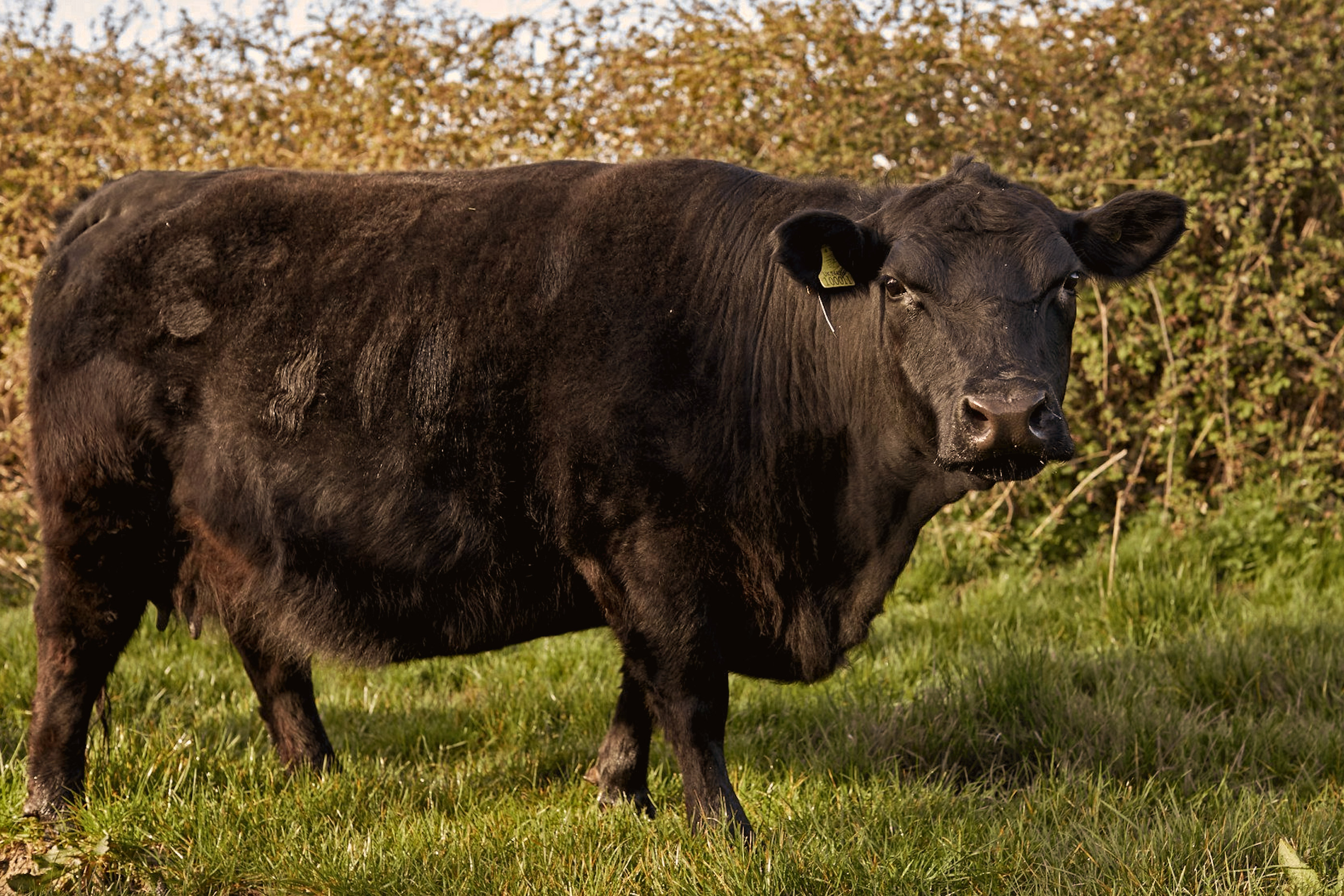 Rasse Lowline Angus